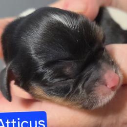 Atticus - Tri-color male Cavalier King Charles Spaniel puppy in Wahiawa, Hawaii from Kakazu King Charles Cavaliers