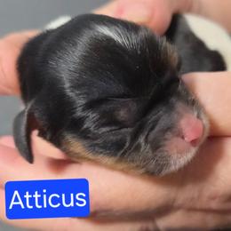Atticus - Tri-color male Cavalier King Charles Spaniel puppy in Wahiawa, Hawaii from Kakazu King Charles Cavaliers