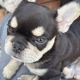 Steve - Liver male French Bulldog puppy in Seneca, South Carolina from Keowee Kennels