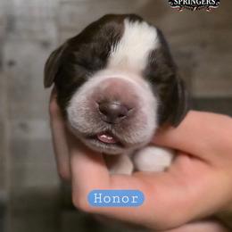 Honor - Liver white and roan male English Springer Spaniel puppy in Ocoee, Tennessee from Ocoee Mountain Springers