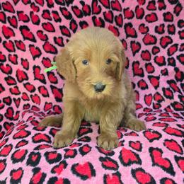 Lucas - Red  male Goldendoodle puppy in Georgetown, Tennessee from Georgetown Designer & Purebred Puppies