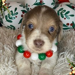 Froggy (orange collar) - Fawn (isabella) and cream male Dachshund puppy in Lexington, Oklahoma from BooneDox Miniature Dachshunds