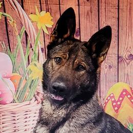 Cleo - German Shepherd