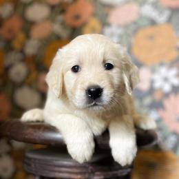 Golden Retriever Puppies from Chirping Meadows Goldens