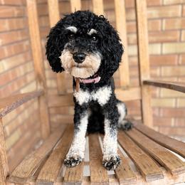 Willow - Goldendoodle