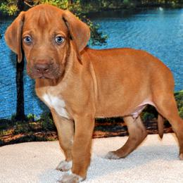 He is going to be a BIG one. Very sweet and loves to cuddle. - Wheaten male Rhodesian Ridgeback puppy in Bronson, Florida from Chioke Rhodesians