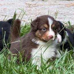 Casseopeia (long tail) - Red tri-color female Australian Shepherd puppy in Jacksonville, Florida from Solace Australian Shepherds