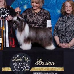Chinese Crested puppies from Rhapsody Poodles & Cresteds