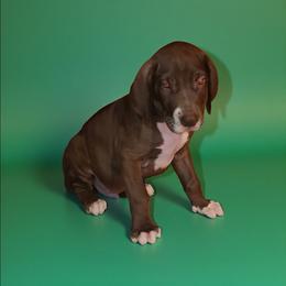 Calvin - Chocolate male Great Dane puppy in Walker, Louisiana from La Rebel Danes