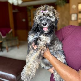 Cookie - Sable female Bernedoodle puppy in Pennsylvania from Bells Bernedoodles