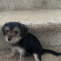 Morkie Puppies from Morkie