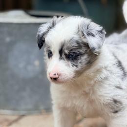 Smoke - White and blue merle male Border Collie puppy in Lebanon, Oregon from Cahill’s Canines