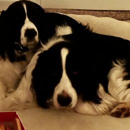 English Springer Spaniel All Grown Up from Llewellyn Farms English Springer Spaniels