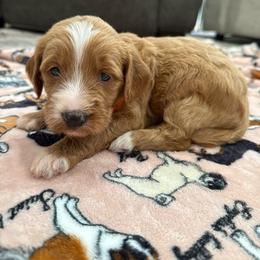 Red collar girl - Red  female Goldendoodle puppy in Ridgewood, New Jersey from Jessie’s Doodles