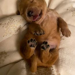 Golden Retriever Puppies from Bella’s Golden Pups