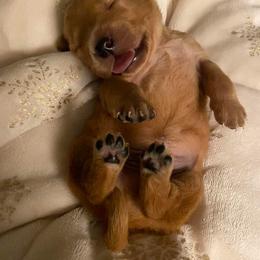 Golden Retriever Puppies from Bella’s Golden Pups