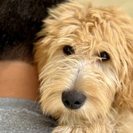 Goldendoodles and Labradoodles from Wilson Family Doodles LLC