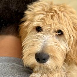 Goldendoodles and Labradoodles from Wilson Family Doodles LLC