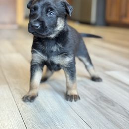 Belgian Malinois and Dutch Shepherd Puppies from Vuurhart Herders