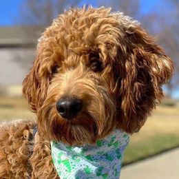 Australian Labradoodles and Goldendoodles from Four Paws Labradoodles