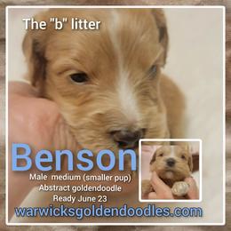 Goldendoodle Puppies from Stacy Warwick