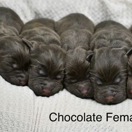 Female 6 - Chocolate female Labrador Retriever puppy in Mississippi from Sure Shot English Labs