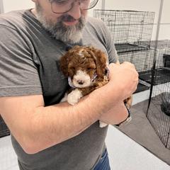 Goldendoodle Puppies from Willow Lane Doodles
