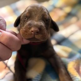 Red Collar - Red and rust male Doberman Pinscher puppy in Lake City, Florida from Paintedcrazy Doberman Pinchers