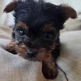 Boy Blue - Black and gold male Yorkshire Terrier puppy in Lebanon, Ohio from Teacup Yorkies for Adoption Near Lebanon Ohio LLC
