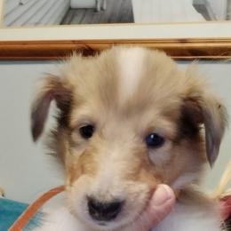 Lady Lumina - Sable merle and white female Collie puppy in Elmhurst, Illinois from Stacey's Collies
