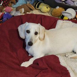 Lady - Dachshund