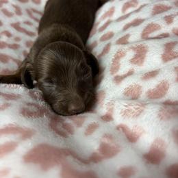 Margaret - Chocolate and tan female Dachshund puppy in Lake City, Florida from My Ditzy Doxies of Florida