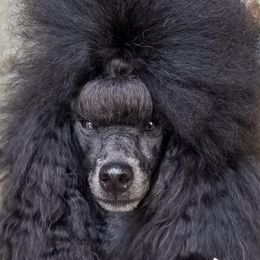 Poodles from Charlene Smutny's Poodles