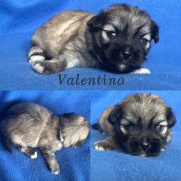 Valentino - Red gold male Lhasa Apso puppy in Cincinnati, Ohio from Shangri-La Lhasa Apsos