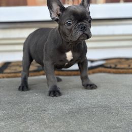 Boy 5 - Blue French Bulldog puppy in Pennsylvania from R & C French Bulldogs
