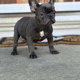 Boy 5 - Blue French Bulldog puppy in Pennsylvania from R & C French Bulldogs