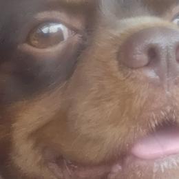 Cavalier King Charles Spaniels and Labrador Retrievers from Britany C