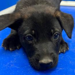Knox - Yellow male Dutch Shepherd puppy in Sierra Vista, Arizona from KnightWatch K-9