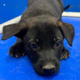 Knox - Yellow male Dutch Shepherd puppy in Sierra Vista, Arizona from KnightWatch K-9