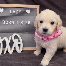 Lady - Light golden female Golden Retriever puppy in Eaton Rapids, Michigan from Steele Goldens