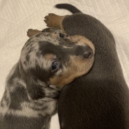 Dachshunds from Thedachhouse