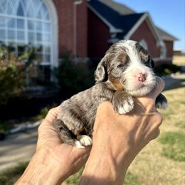 Girl 2 - Blue merle female Bernedoodle puppy in Royse City, Texas from Platinum Bernedoodles of Texas