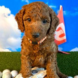 Bubba Watson - Red  male Goldendoodle puppy in Chelan, Washington from North Cascades Doodles