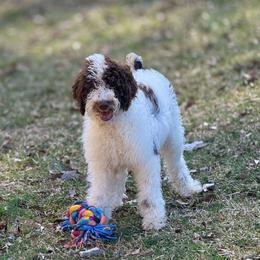 Boy 2 - Parti Poodle puppy in Bremen, Georgia from Kelley’s Poodle Patch