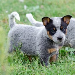 Lawton-AKC Show or Performance Home only - Blue male Australian Cattle Dog puppy in Fairview, Oklahoma from Flying D Kennels