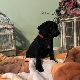 Winston - Black male Pug puppy in Hesperia, Michigan from Manistee Farms