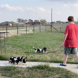 Basset Hound Puppies from 5th Day Farm