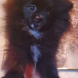 "Male : Diesel 16 Dec 2023" Pomeranian Puppies from Fancy Paws Pomeranian