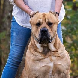 Frank - Cane Corso