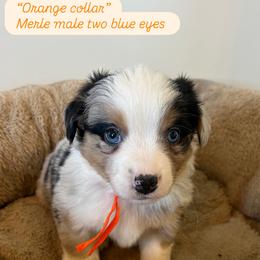 Orange collar - Blue male Companion Cross puppy in Norco, California from JOY Farms